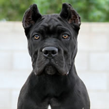 About Time Cane Corso Italiano - Genuine Versality!