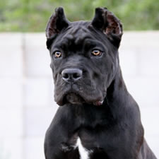 About Time Cane Corso Italiano - Genuine Versality!