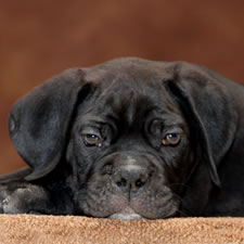 About Time Cane Corso Italiano - Genuine Versality!