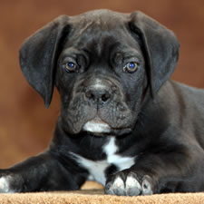 About Time Cane Corso Italiano - Genuine Versality!
