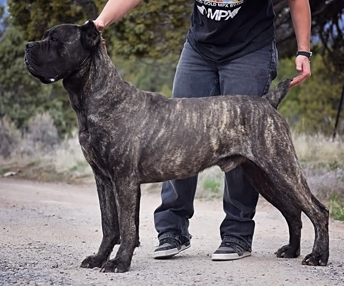 About Cane Corso Italiano - Breeder of Working, Service, and Companion Dogs & Puppies