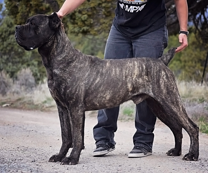 dark brindle cane corso