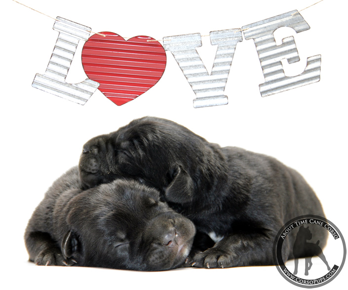 About Time Cane Corso Italiano - Genuine Versality!