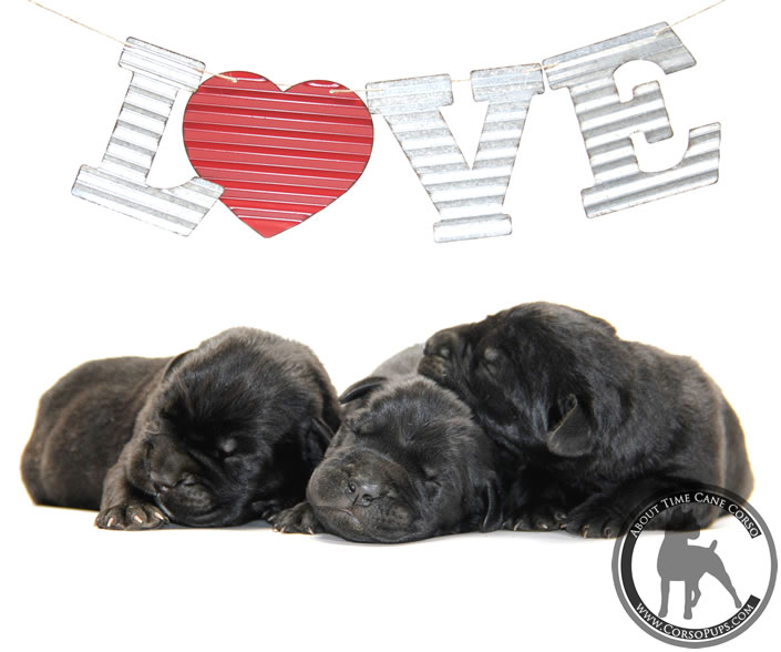 About Time Cane Corso Italiano - Genuine Versality!