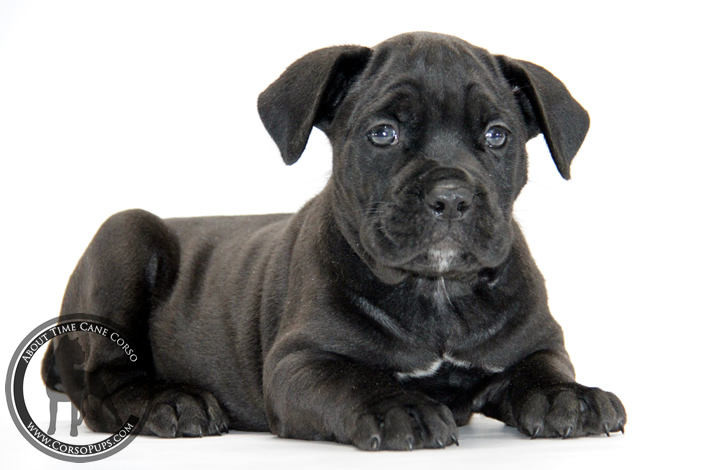 About Time Cane Corso Italiano - Genuine Versality!
