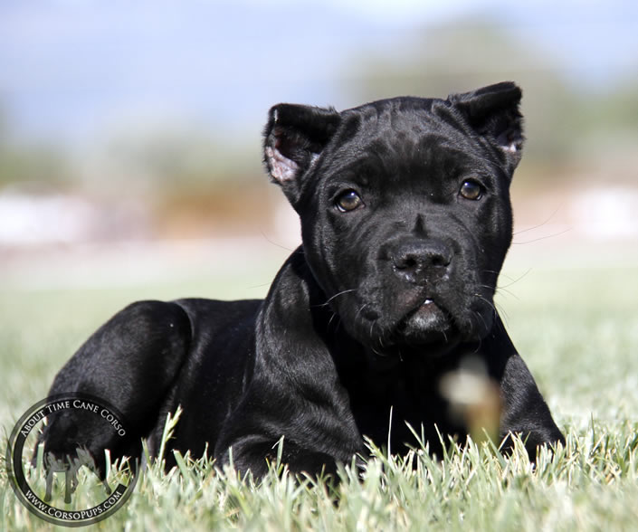 About Time Cane Corso Italiano - Genuine Versality!