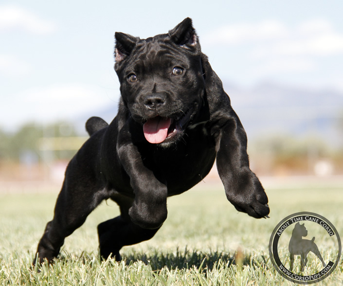 About Time Cane Corso Italiano - Genuine Versality!