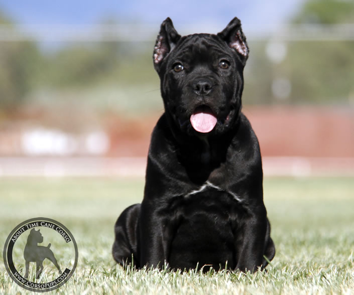 About Time Cane Corso Italiano - Genuine Versality!