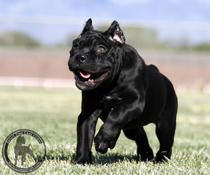 About Time Cane Corso Italiano - Genuine Versality!