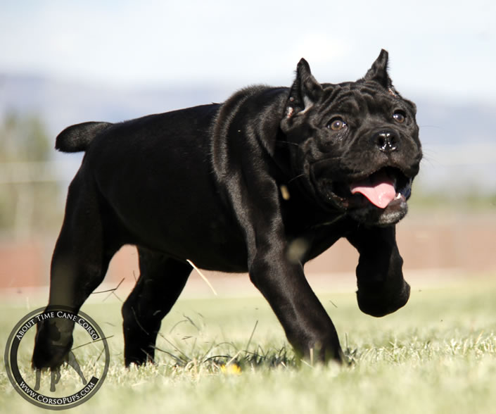 About Time Cane Corso Italiano - Genuine Versality!