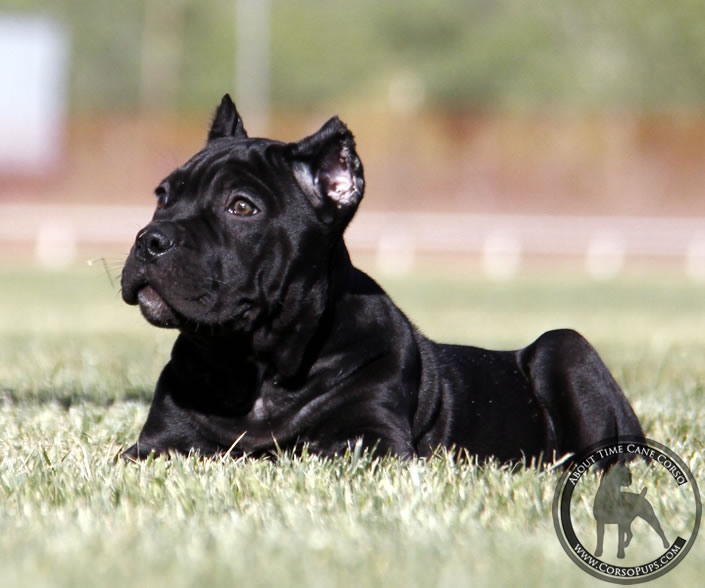 About Time Cane Corso Italiano - Genuine Versality!