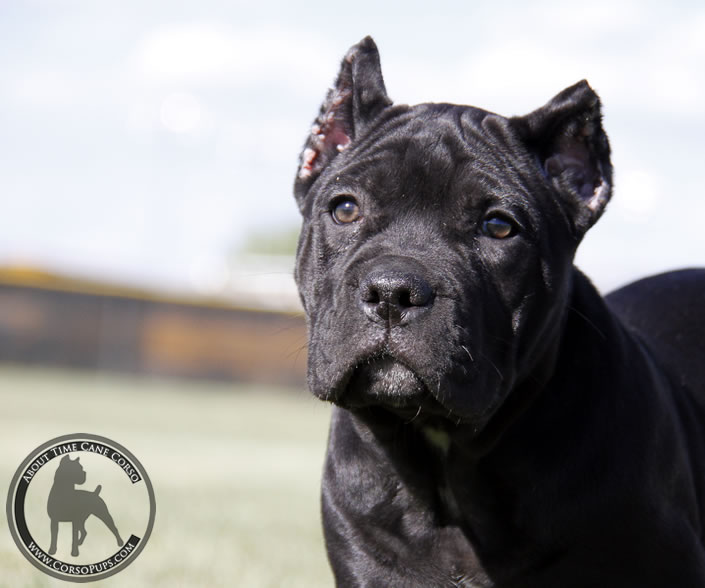 About Time Cane Corso Italiano - Genuine Versality!