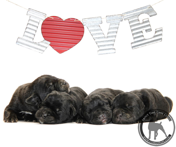 About Time Cane Corso Italiano - Genuine Versality!