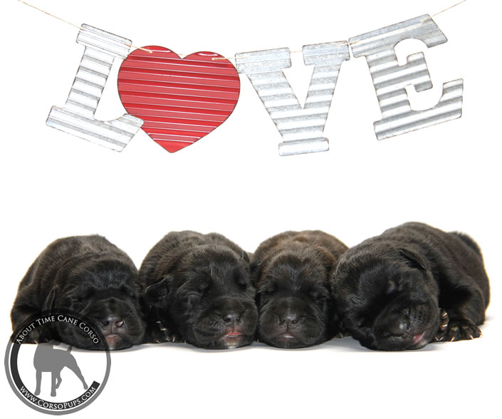 About Time Cane Corso Italiano - Genuine Versality!