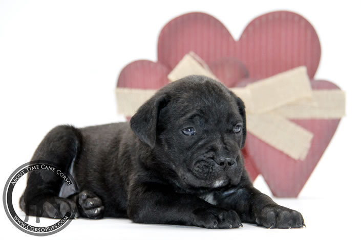 About Time Cane Corso Italiano - Genuine Versality!
