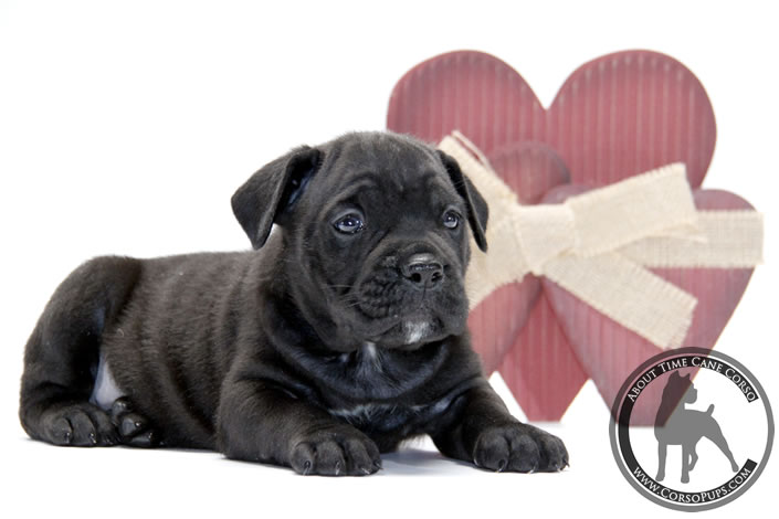 About Time Cane Corso Italiano - Genuine Versality!