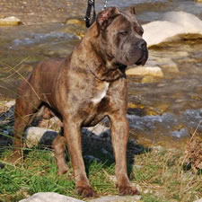 Italian Champion Warrior (Valle Dei Lord) Blue Reverse Brindle Male, HD-A, Available for Sale in the US!