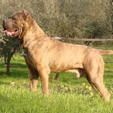 Italian Champion Warrior (Valle Dei Lord) Blue Reverse Brindle Male, HD-A, Available for Sale in the US!