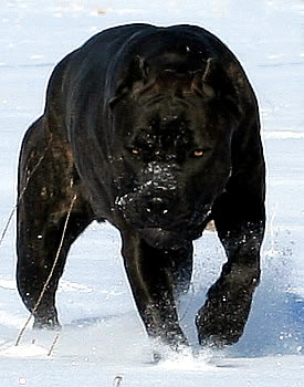 [Image: CaneCorsoSecuritySystem1.jpg]