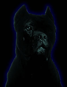 CaneCorsoSecuritySystem2.jpg