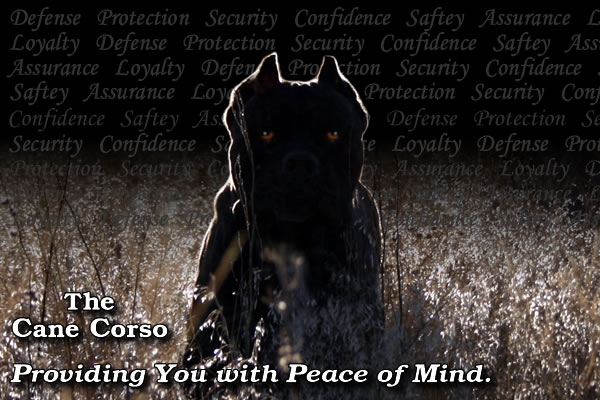 Cane Corso Security, Providing You With Peace of Mind