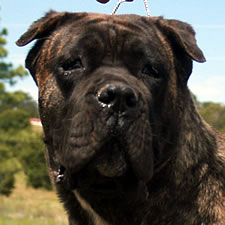 Cane Corso with bad ear crop, wrong angles, not standing
