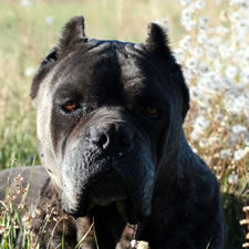 Cane Corso with ear crop