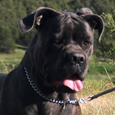 Cane Corso with uncropped flying ears