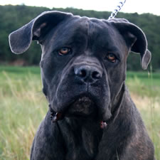 Cane Corso with uncropped airplane ears