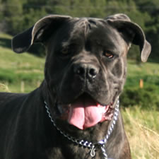 Cane Corso with uncropped rose earset