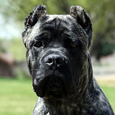 Cane Corso puppy with ear crop