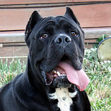 Black Cropped Cane Corso