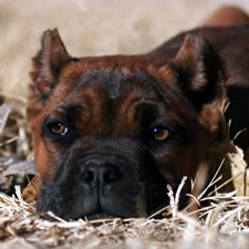 Fawn Cane Corso with Cropped ears