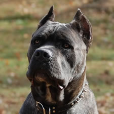 Grey Cane Corso with cropped ears 
