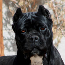 Black Cane Corso, Cropped ears