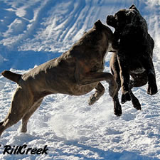 Cane Corso with torn un-cropped ear injuries 