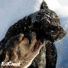 Uncropped Cane Corso ear injury