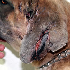 Cane Corso with uncropped ear injury