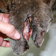 Uncropped Cane Corso ear injury
