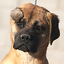 Cane Corso with uncropped ear injury