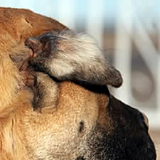 Cane Corso with torn un-cropped ear injuries