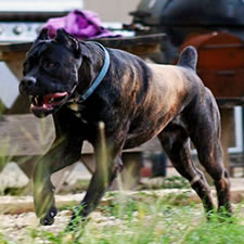 Cane Corso with Docked Tail