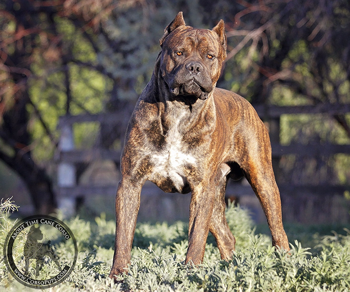 About Time Cane Corso Italiano - Genuine Versality!