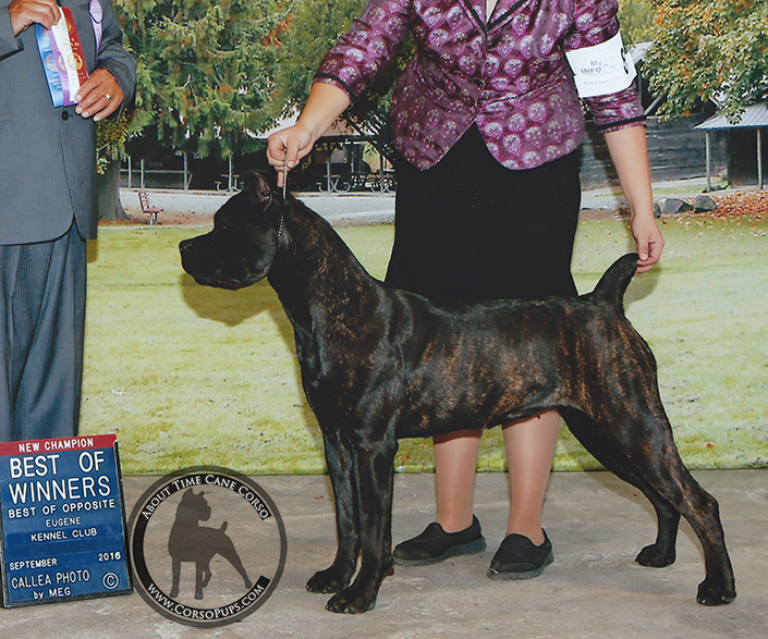 About Time Cane Corso Italiano - Genuine Versality!