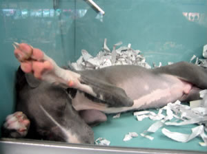 A cramped puppymll puppy in a petstore cage