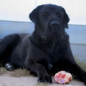 Sam, English Mastiff x Fila cross Rescue