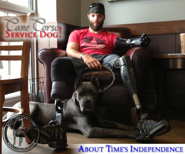 About Time's Independence, Cane Corso Service Dog for Andrew Botrell, Triple Amputee Veteran
