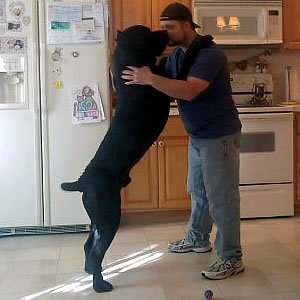 fully grown cane corso