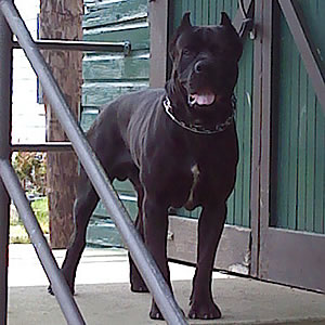 are cane corso good for hiking