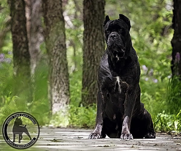 About Time Cane Corso Italiano - Genuine Versality!